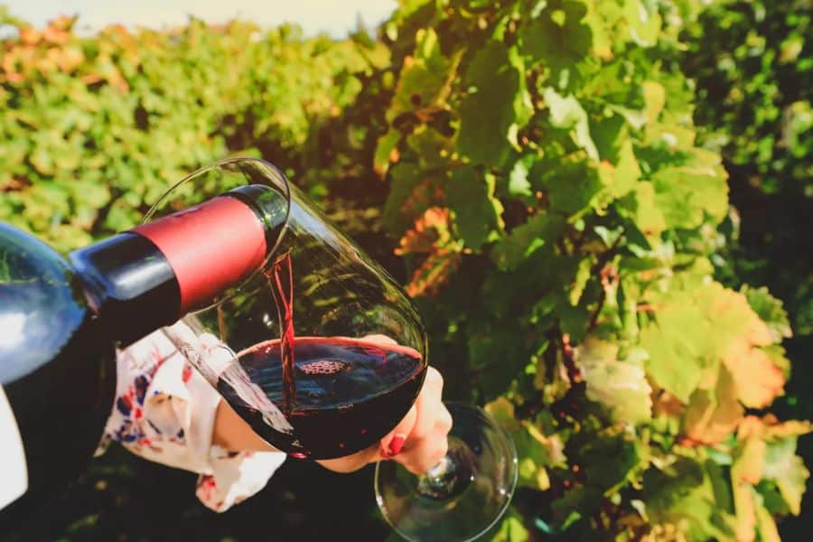 Red wine is being poured into a tilted glass held by hand beside leafy vineyard vines in bright sunlight. The vineyard setting makes this a strong visual for Burgundy vs Bordeaux because it connects the tasting experience directly to the grapes and place of origin.