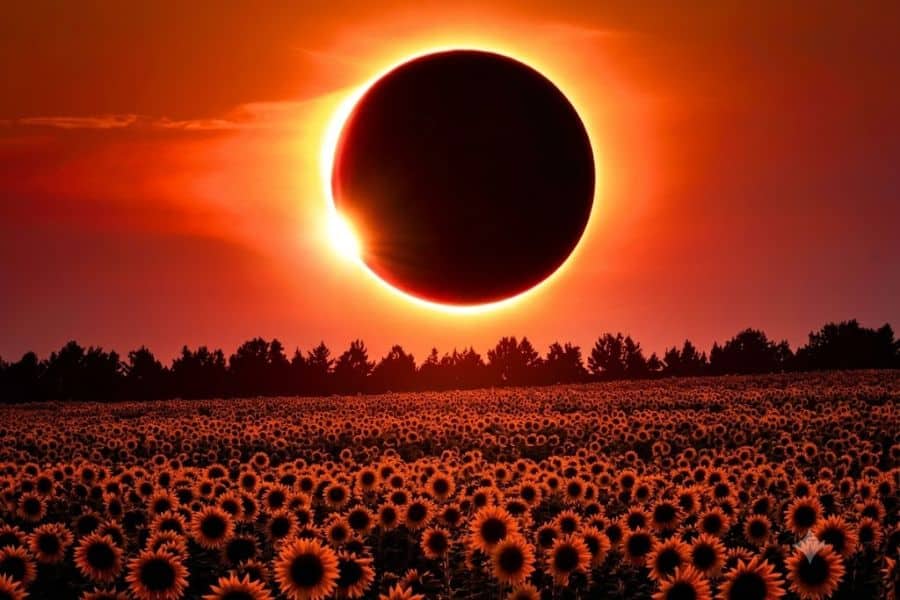 A dramatic total solar eclipse hangs above a vast field of blooming sunflowers with a glowing solar corona lighting the sky in deep orange and red tones. This striking view highlights the beauty and scale of a solar eclipse in France, making it an eye catching illustration for eclipse viewing.